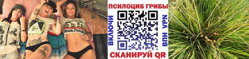 ссылка на мегу зеркало  Магадан  Псилоцибиновые грибы GOLDEN TEACHER 